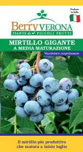 mirtillo giante a media maturazione Bluecrop